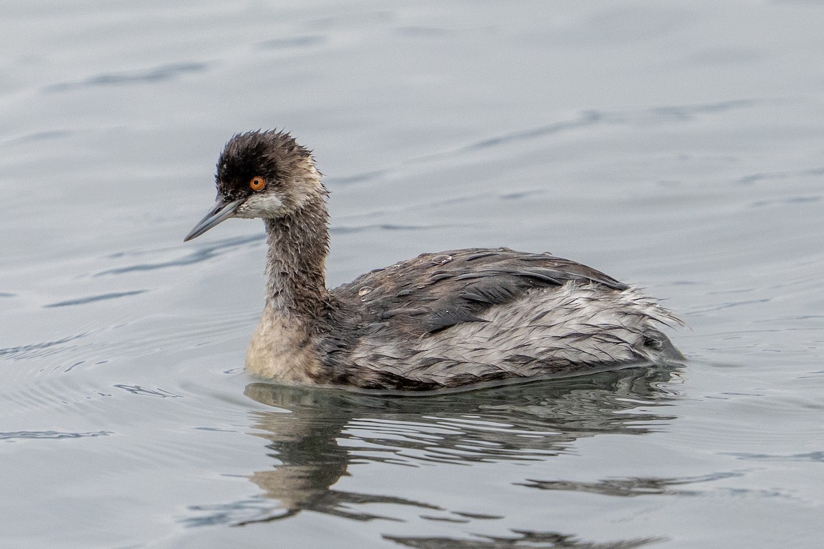 Grèbe à cou noir - ML646862907