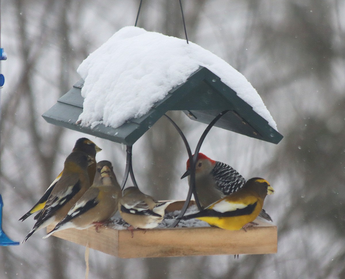 עב-מקור ערב - ML646862908