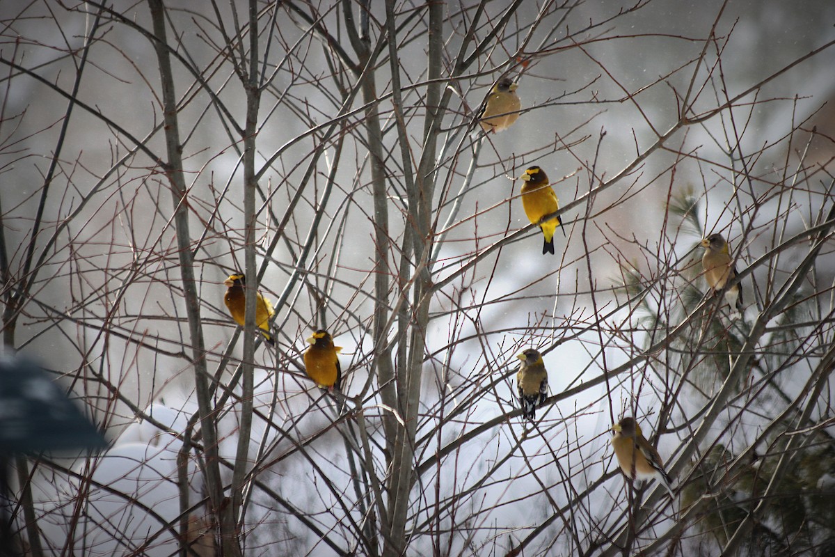 עב-מקור ערב - ML646862909