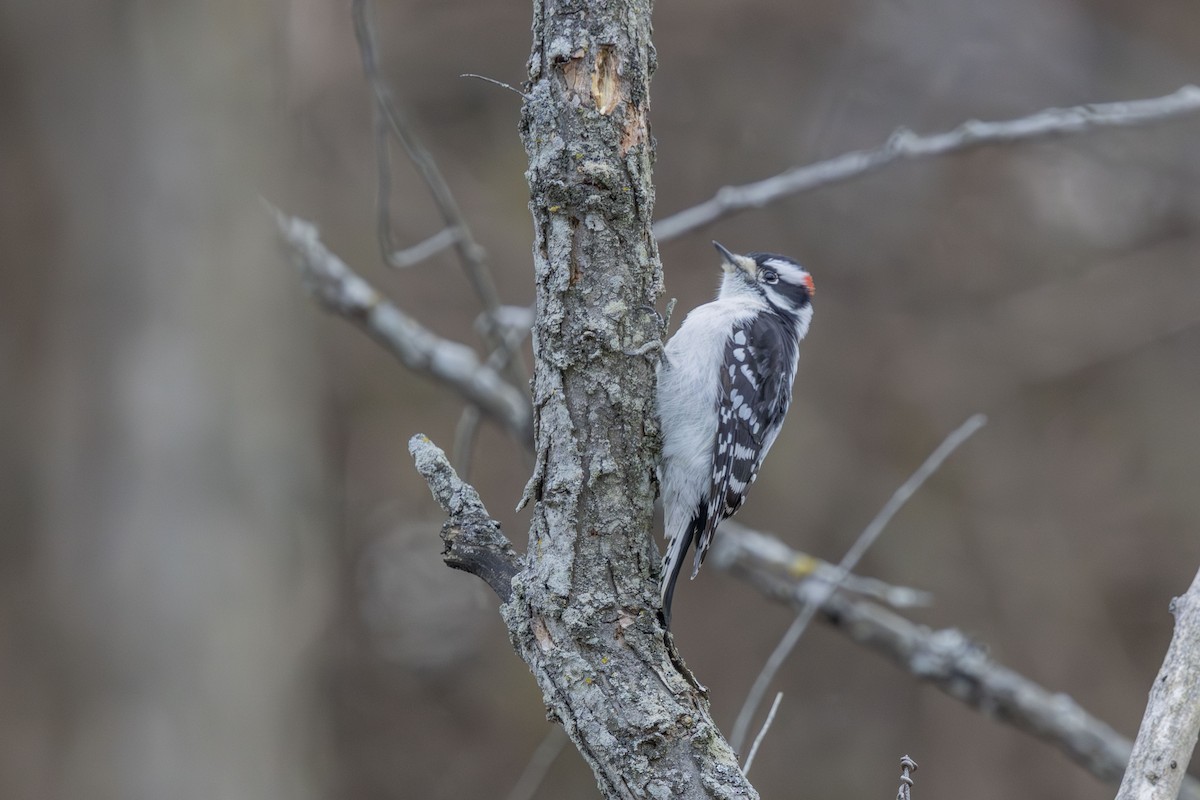 Дятел пухнастий - ML646862912