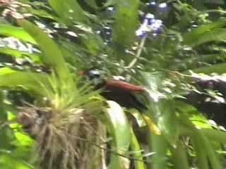 Montezuma Oropendola - ML646862916