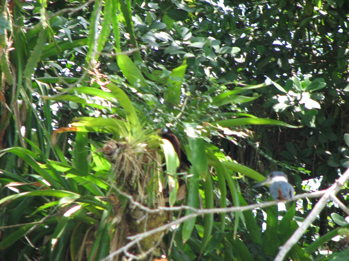 Montezuma Oropendola - ML646862917