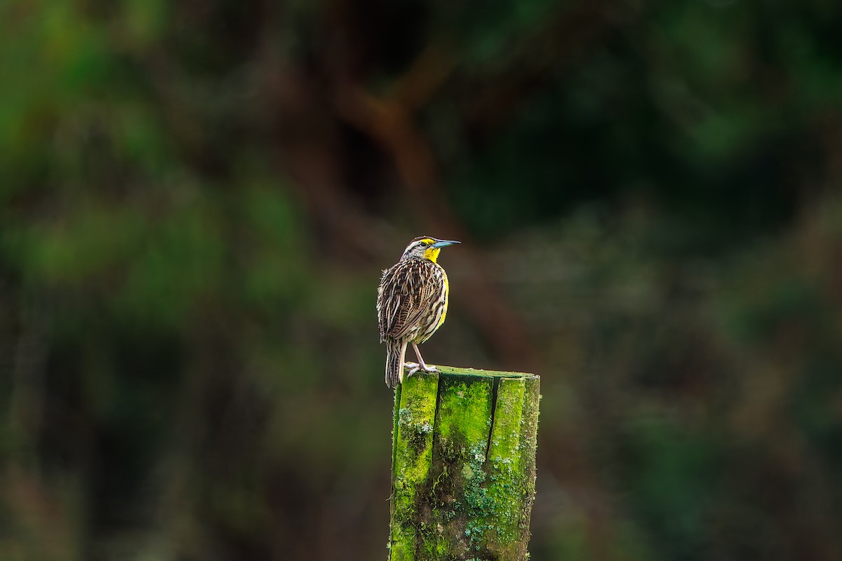 Sturnelle des prés - ML646862921