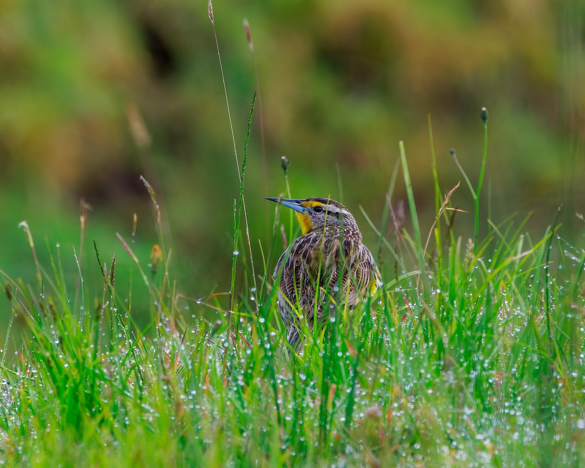 Sturnelle des prés - ML646862922