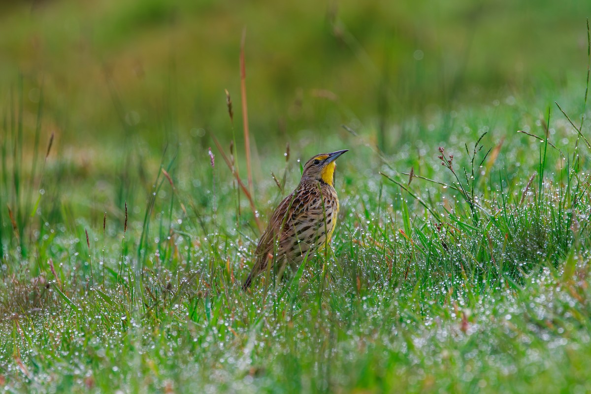 Sturnelle des prés - ML646862923