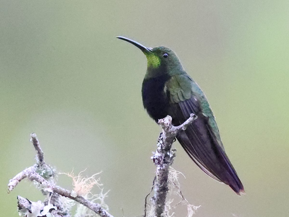 Mango Dominicano - ML646862924