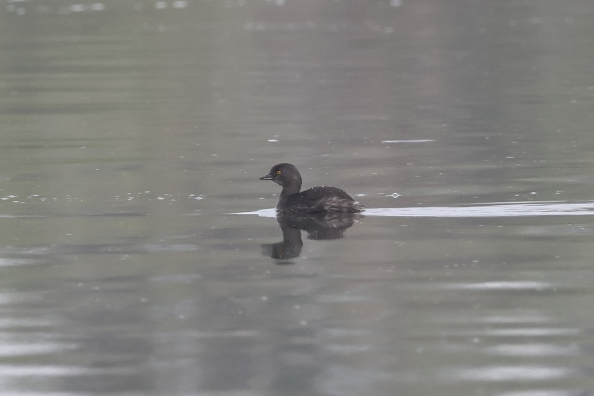 Least Grebe - ML646862926