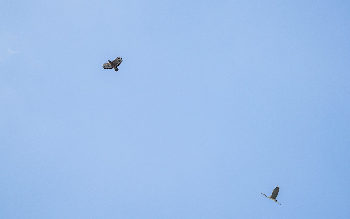 Crested Serpent-Eagle - ML646862930