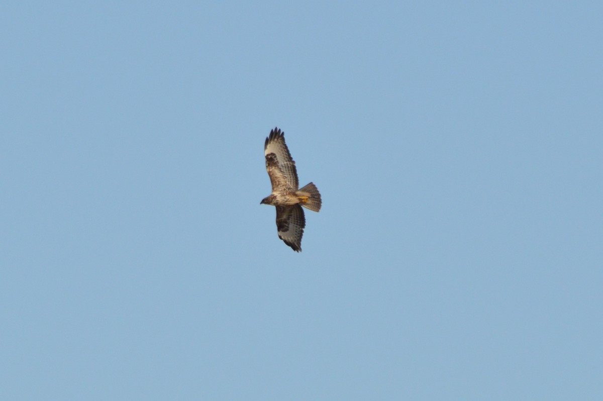 Poiana - ML646862932