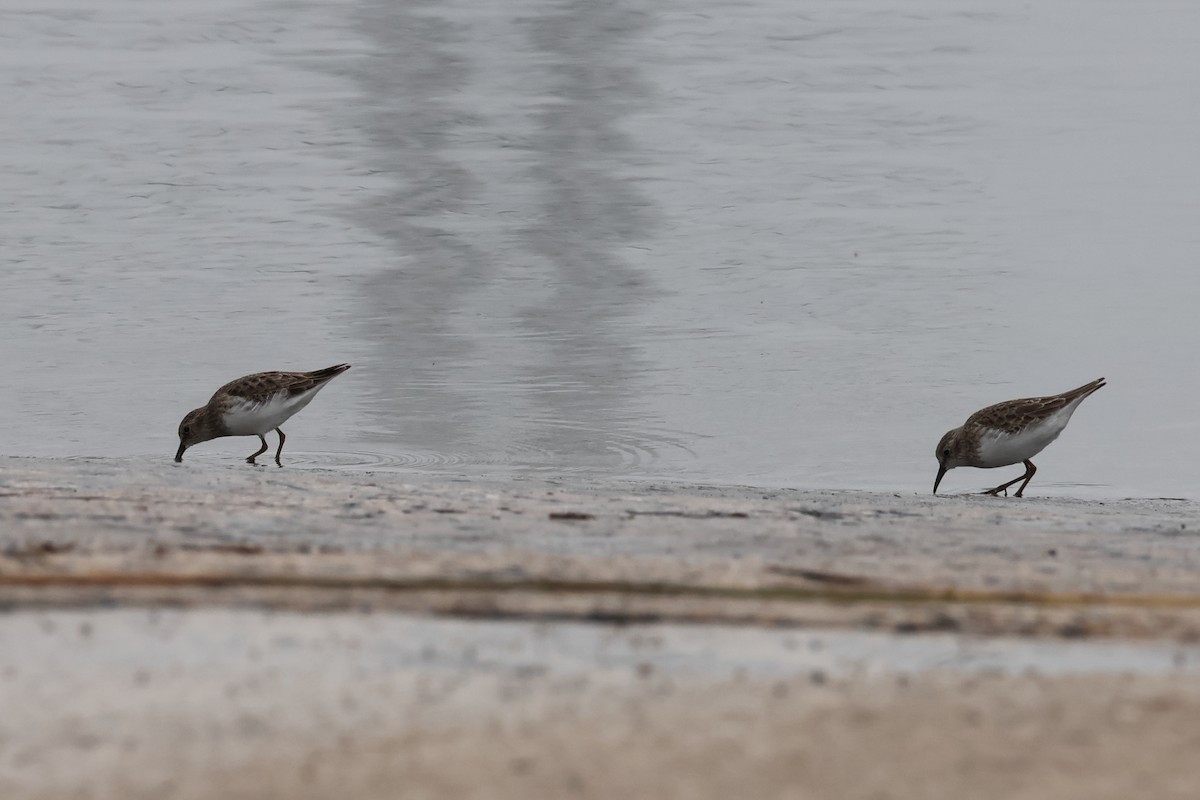 Least Sandpiper - ML646862941