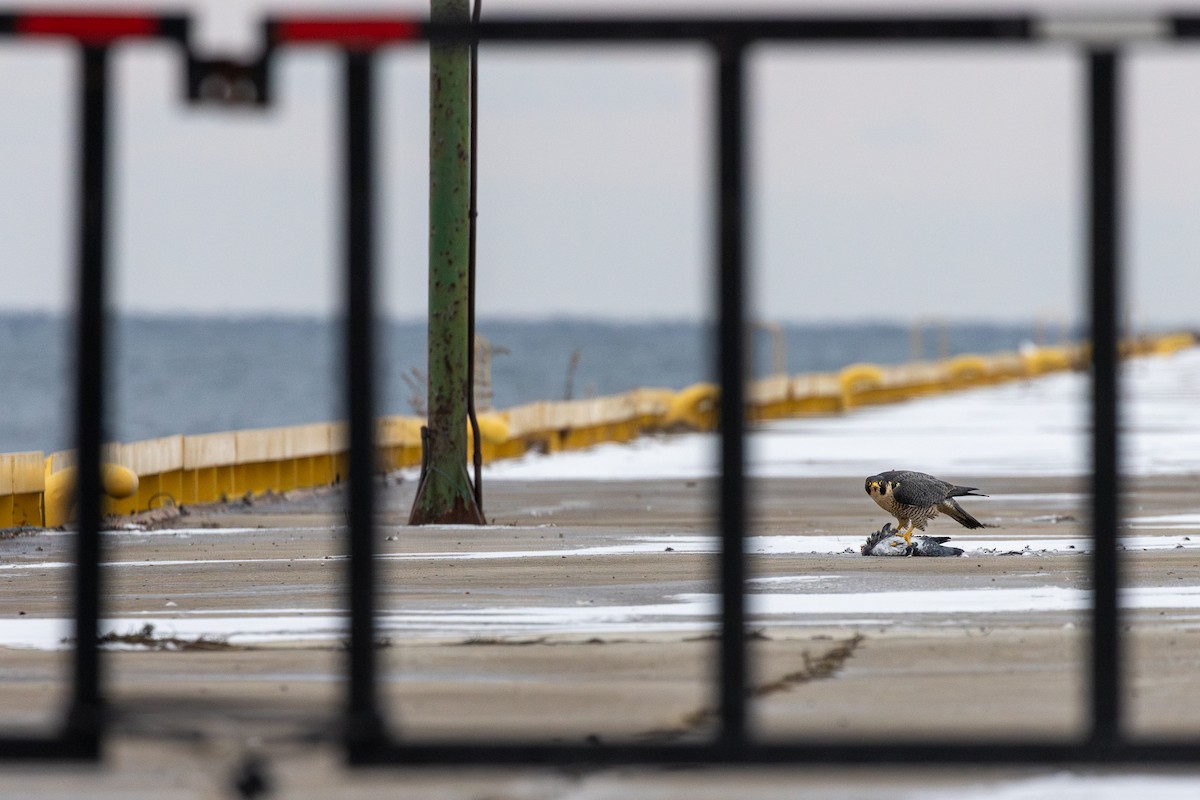 Сапсан - ML646862943