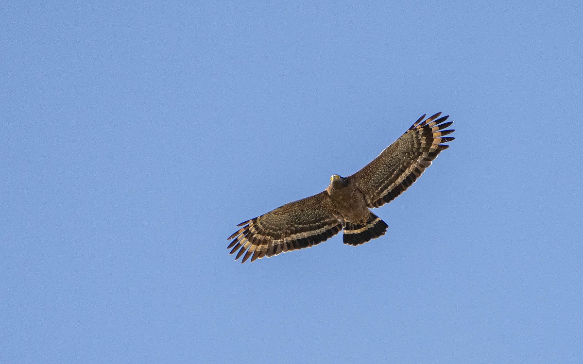 Crested Serpent-Eagle - ML646862944
