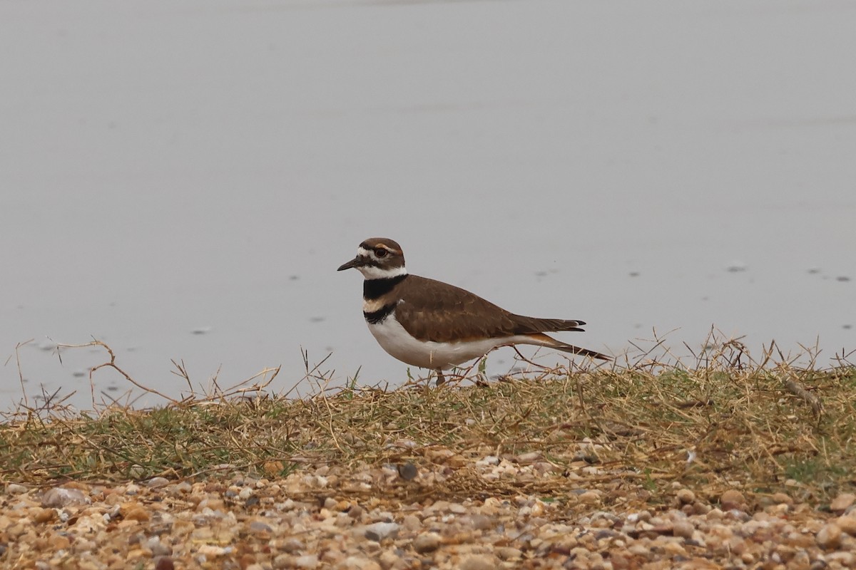 Killdeer - ML646862945