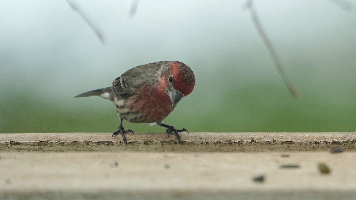 Roselin familier - ML646862947