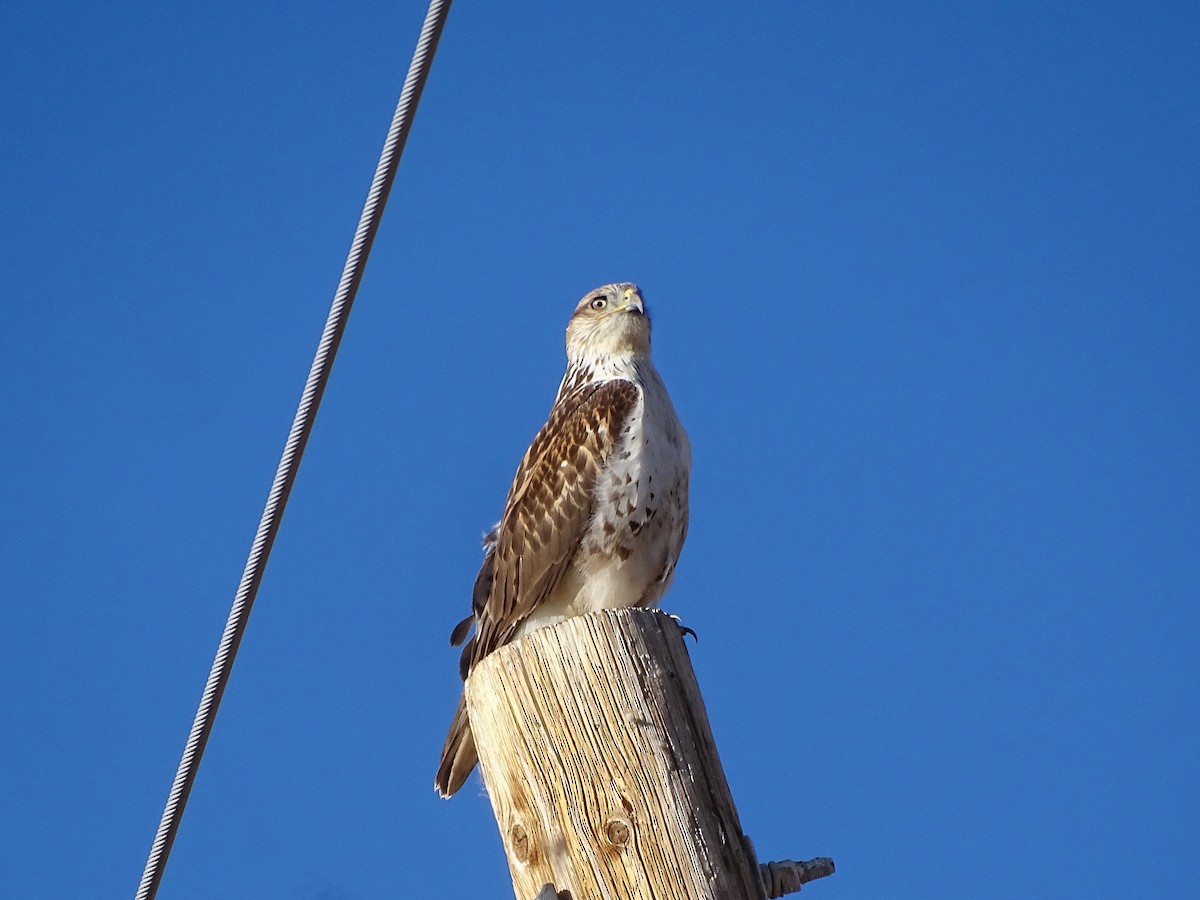 kongevåk - ML646862948