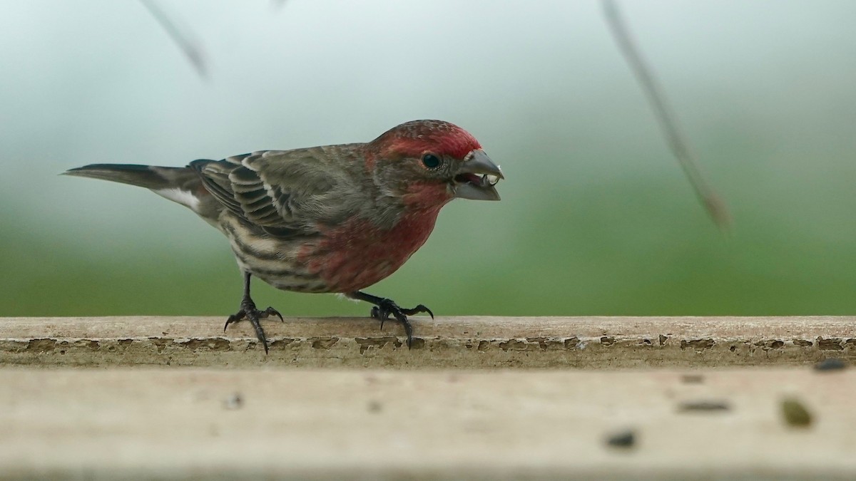 Roselin familier - ML646862949