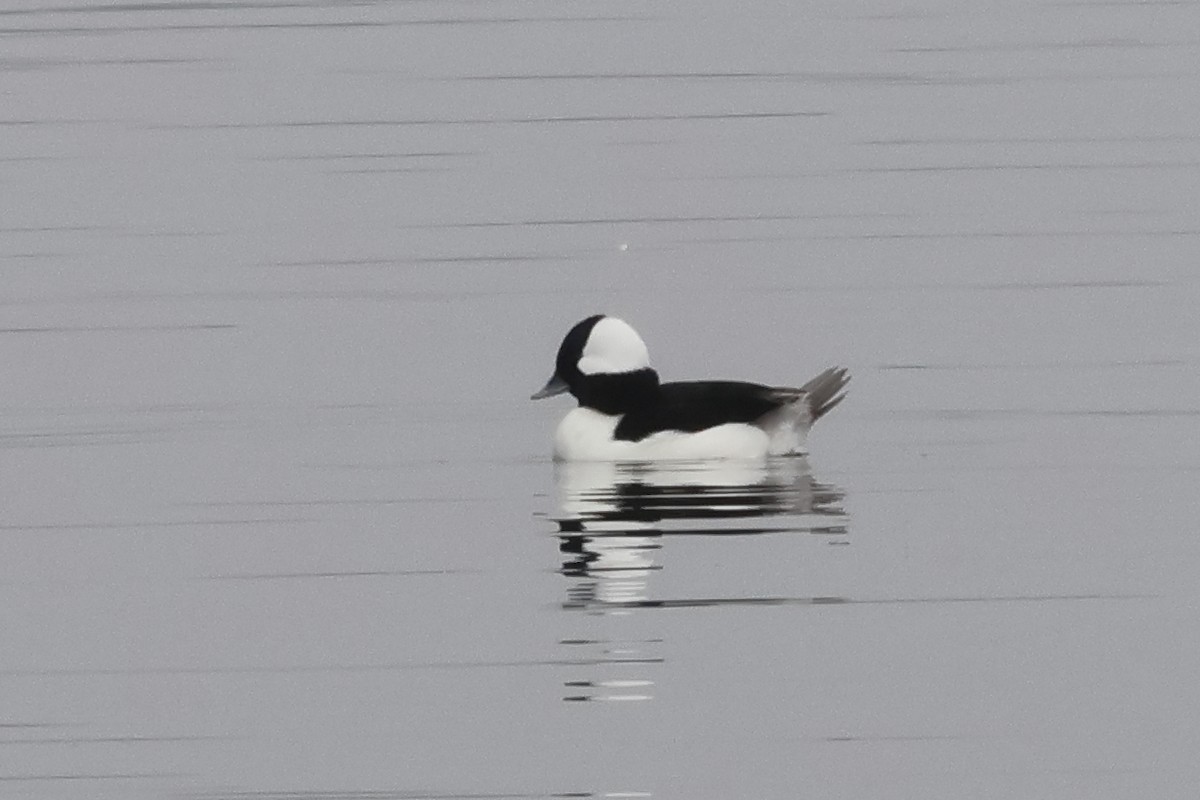 Bufflehead - ML646862950