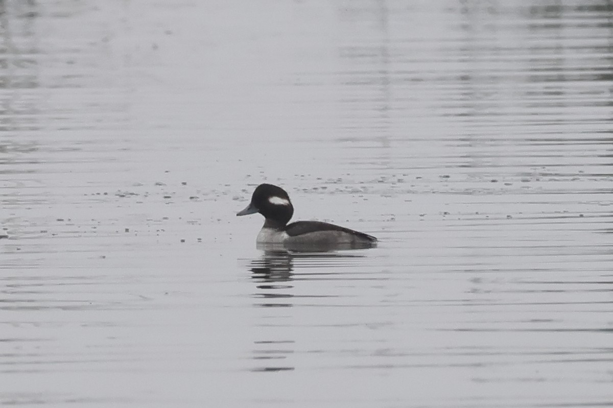 Bufflehead - ML646862951
