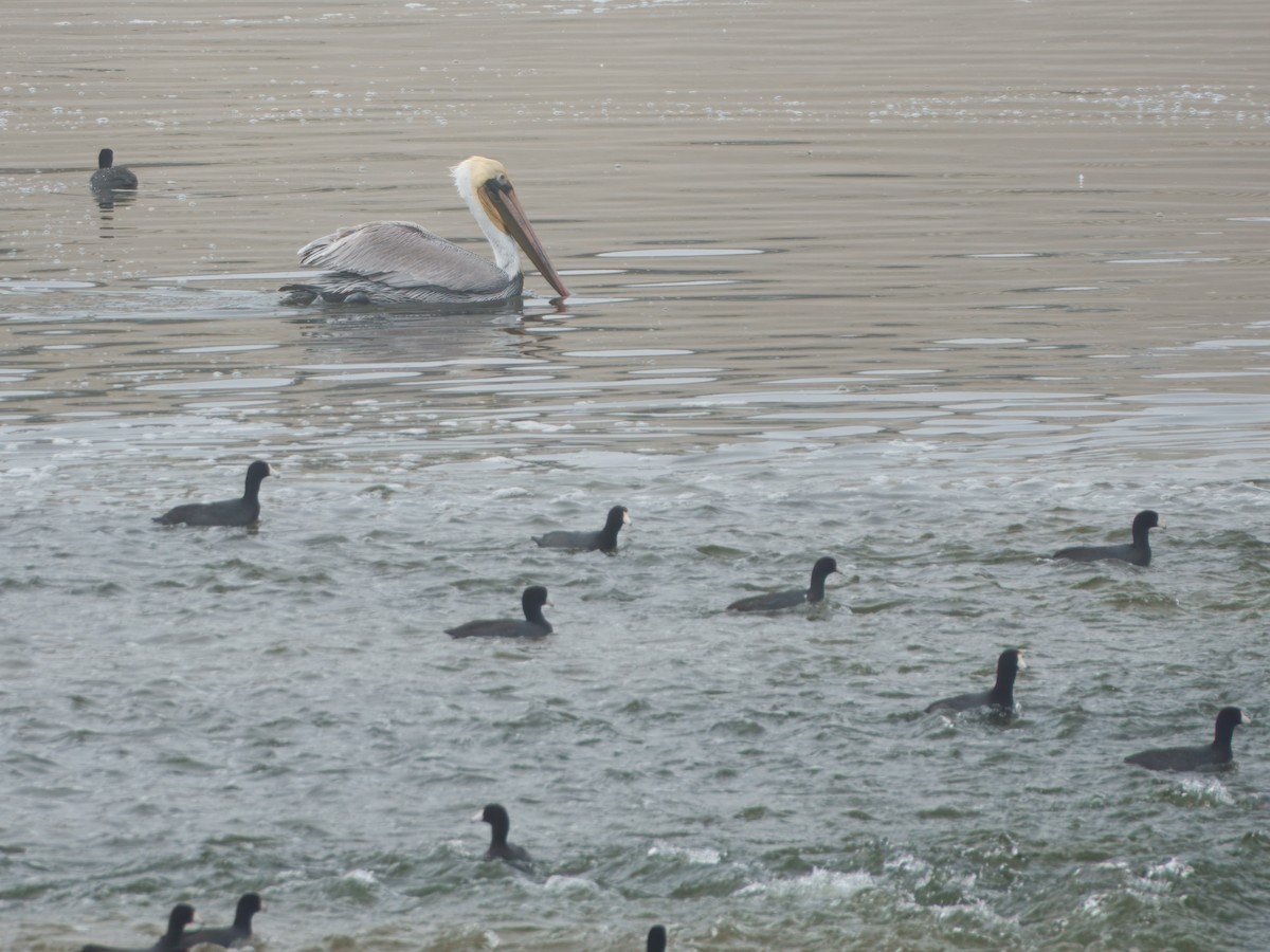 Brown Pelican - ML646862953