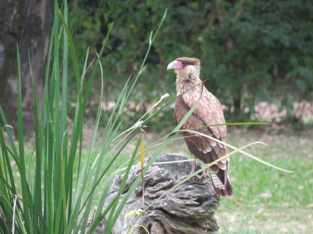 Crested Caracara - ML646862955