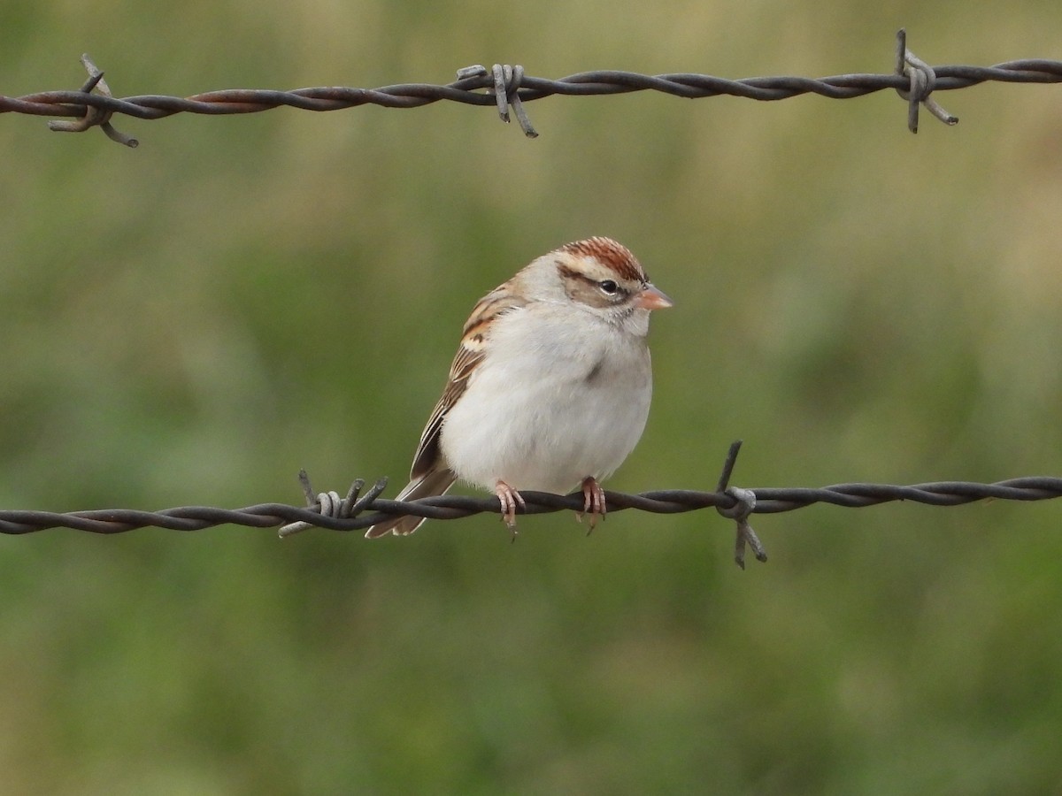 Chipping Sparrow - ML646862959