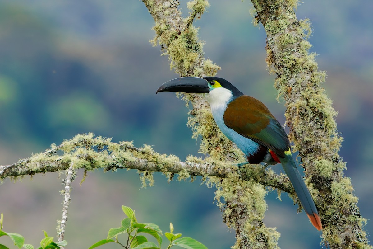 Андигена білощока - ML646862960