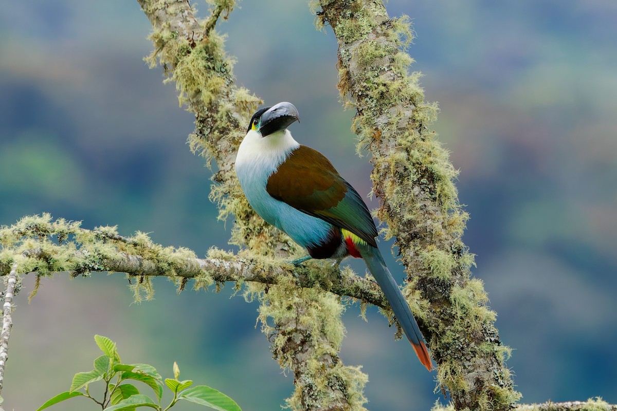 Андигена білощока - ML646862961