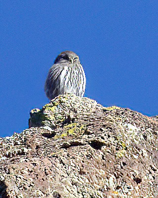 Northern Pygmy-Owl - ML646862966