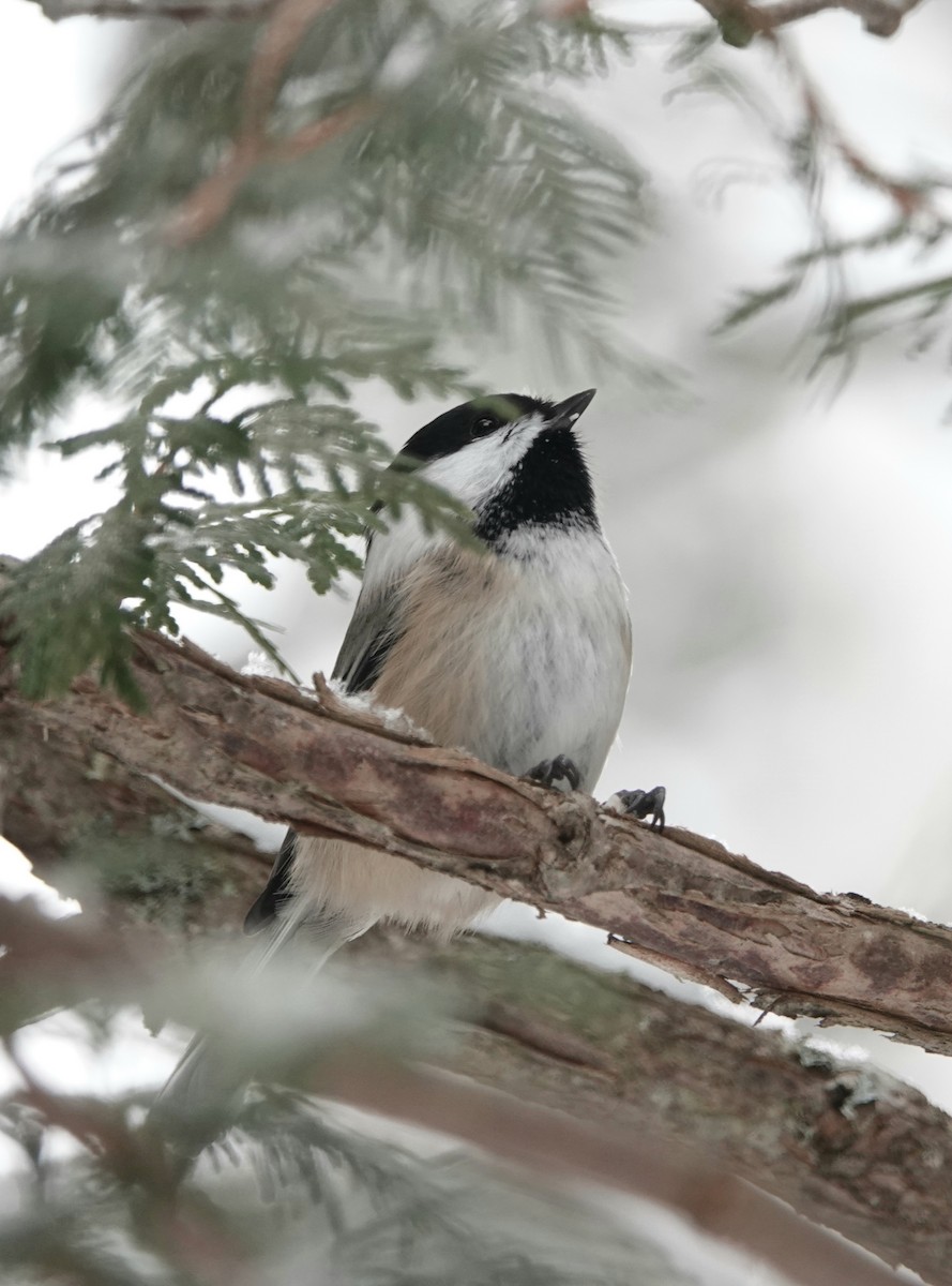 Black-capped Chickadee - ML646862967