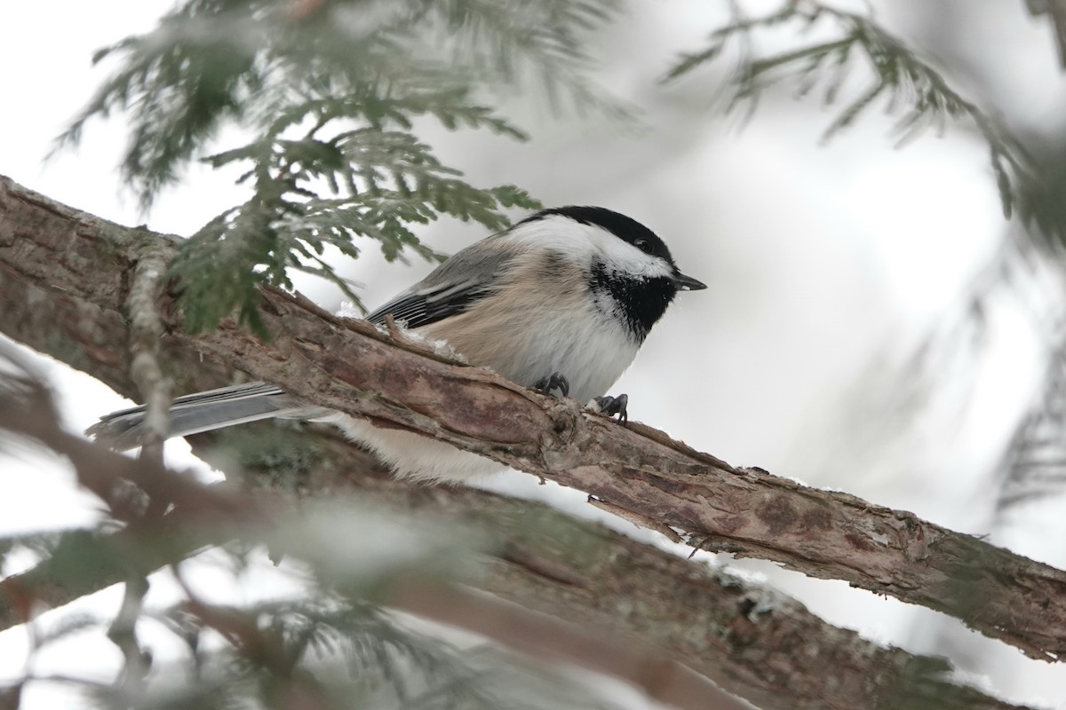 Black-capped Chickadee - ML646862968