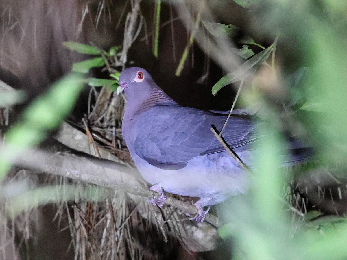 Paloma Isleña - ML646862972