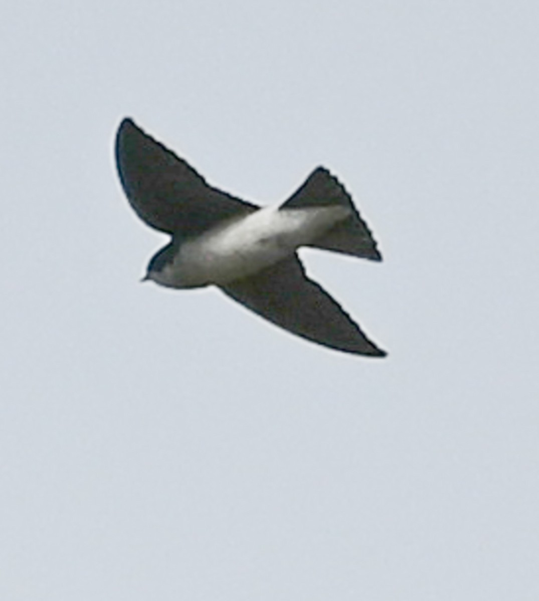 Tree Swallow - ML646862976