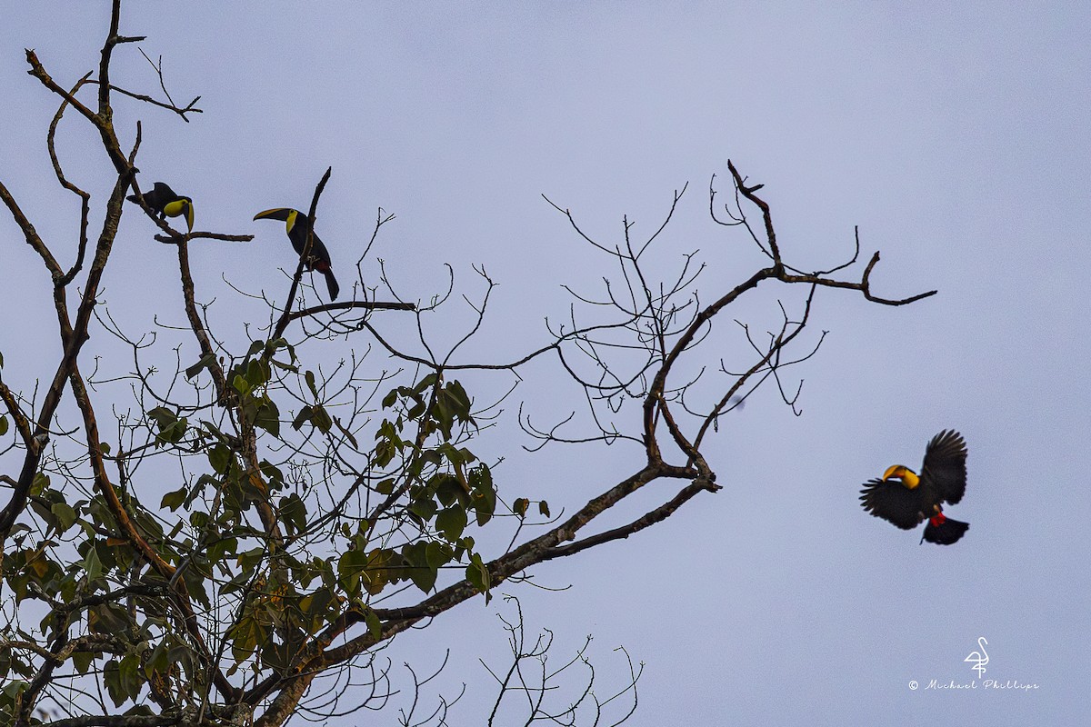 Тукан жовтошиїй - ML646862978