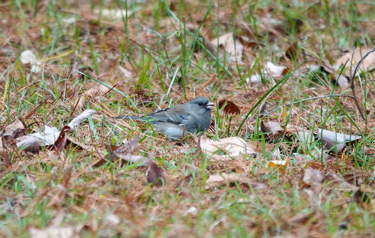 יונקו כהה-עין - ML646862983