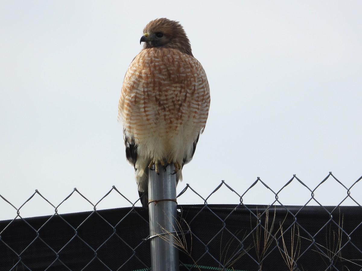 Red-shouldered Hawk - ML646862984