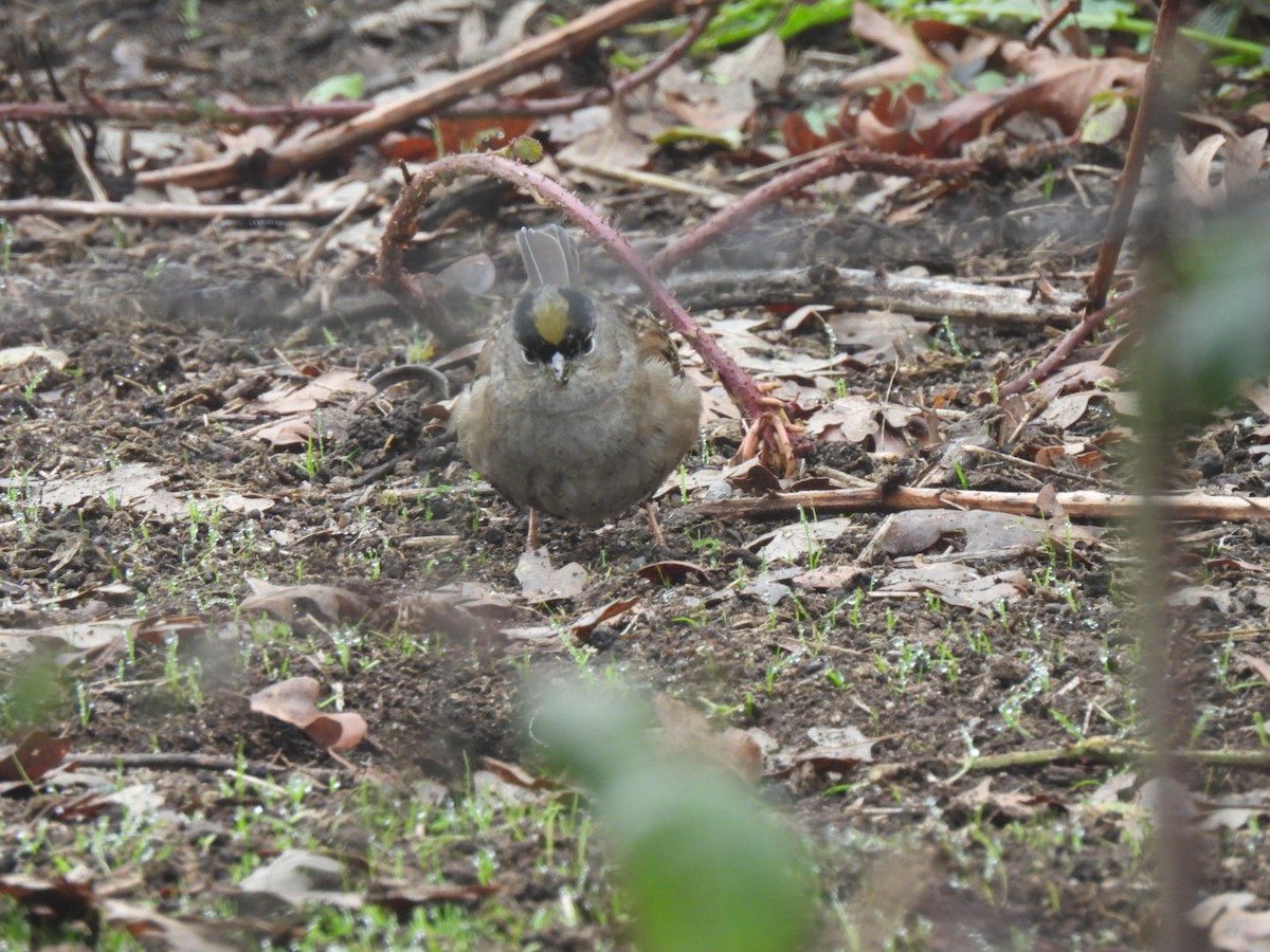 Chingolo Coronidorado - ML646862985