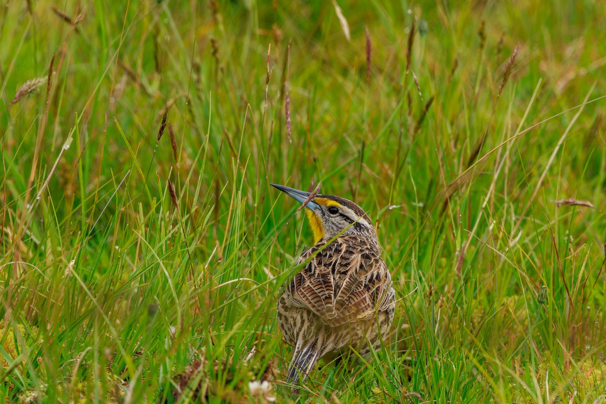 Sturnelle des prés - ML646862986