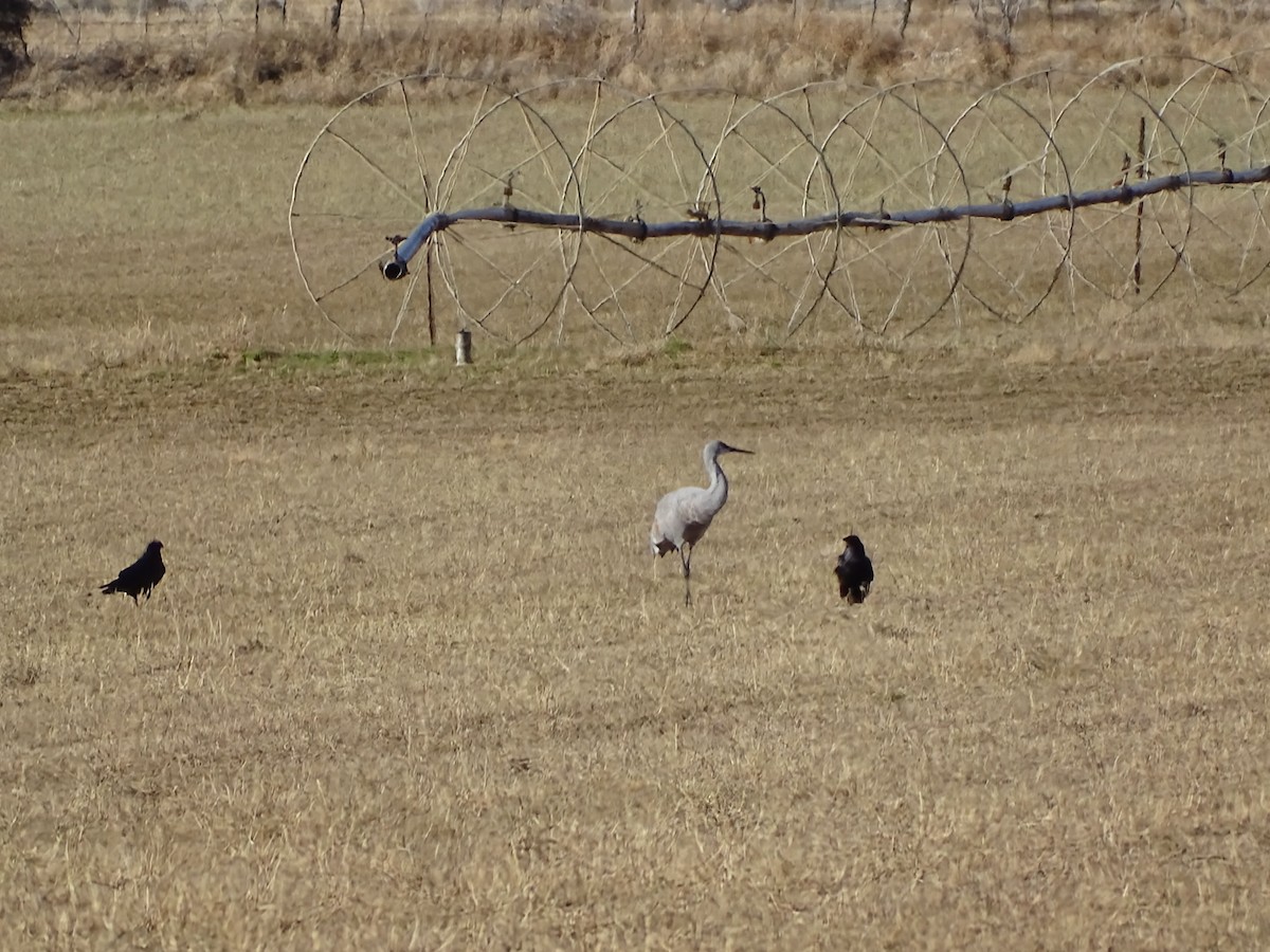 kanadatrane - ML646862987