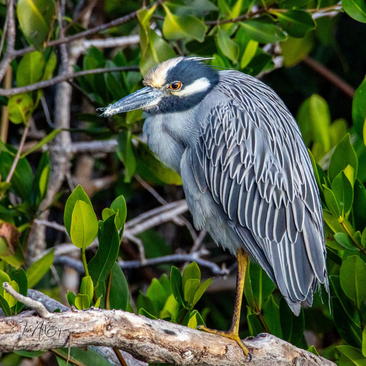 Sarı Tepeli Gece Balıkçılı - ML646862991