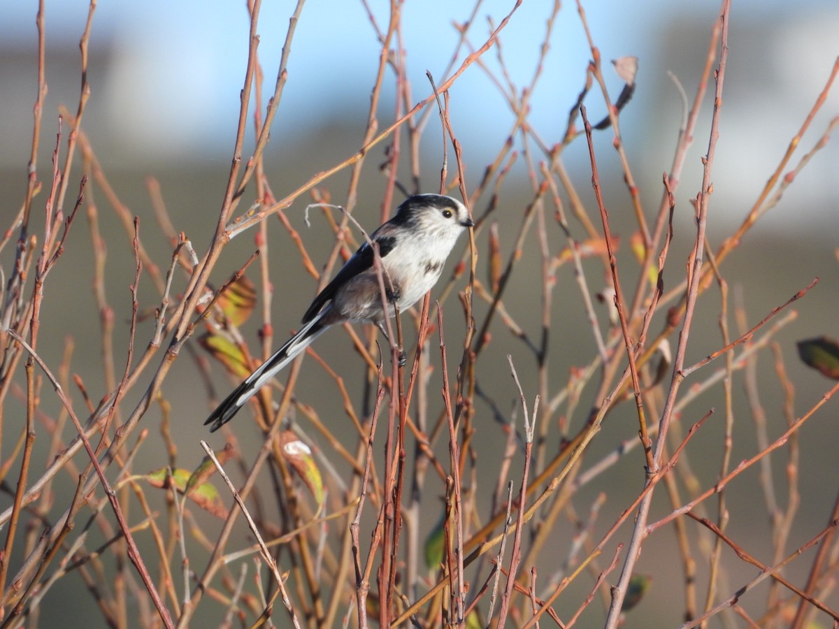 Сүүлт хөх бух - ML646862994