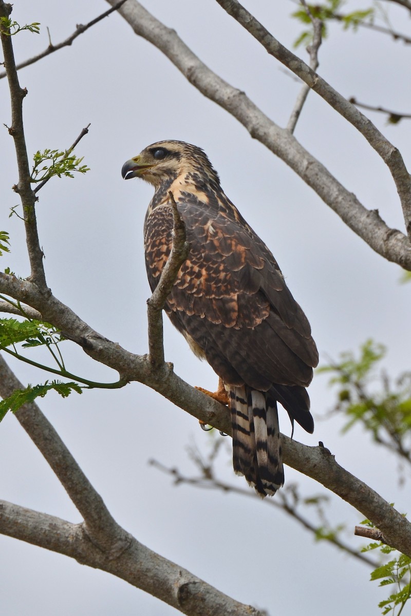 Common Black Hawk - ML646862996