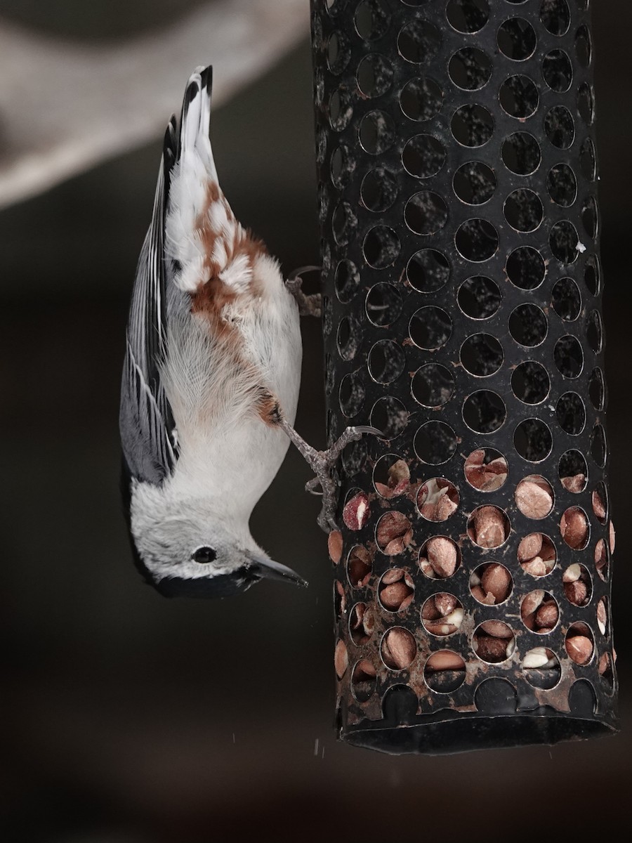 White-breasted Nuthatch - ML646862997