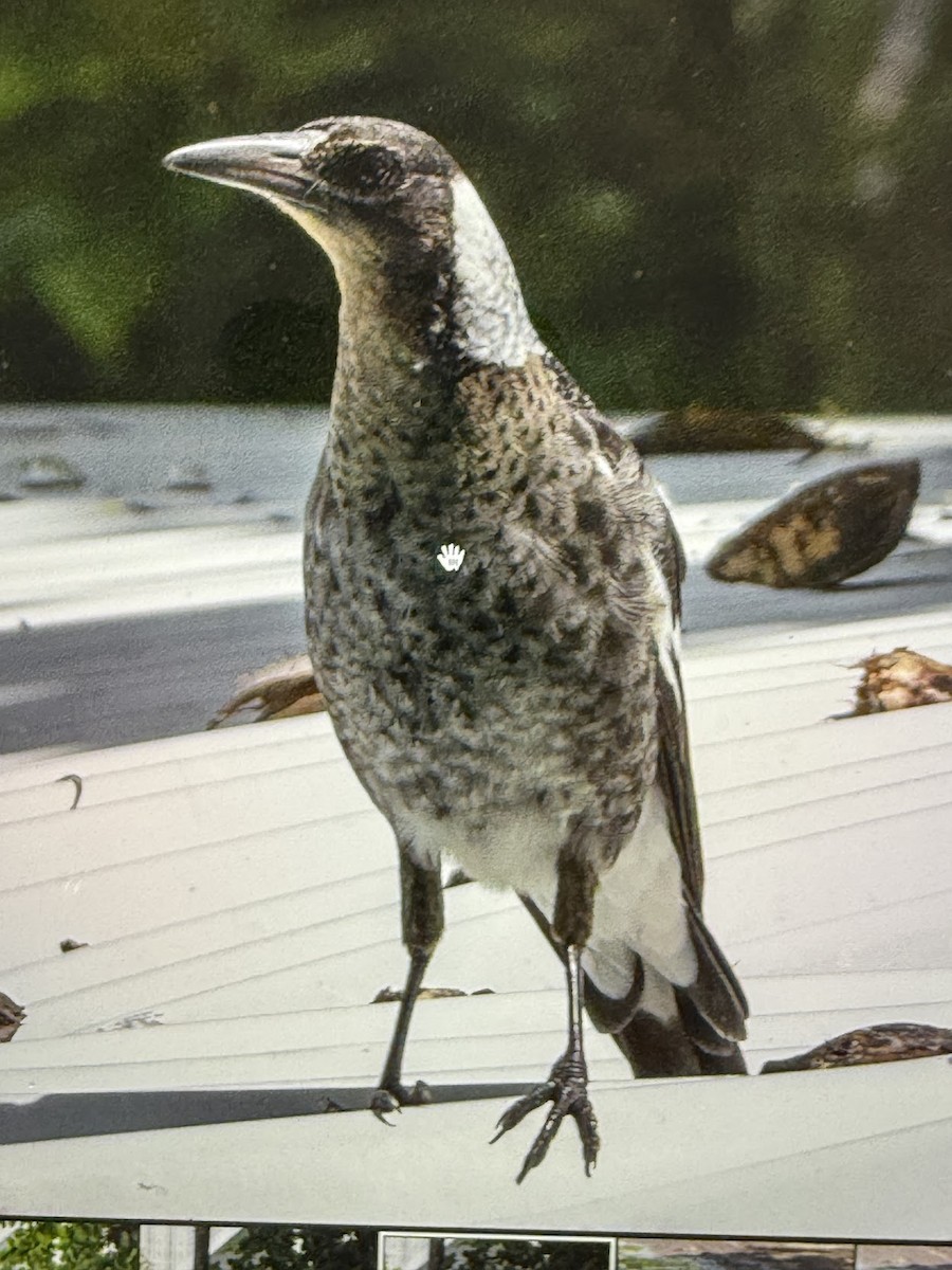 Australian Magpie - ML646863006
