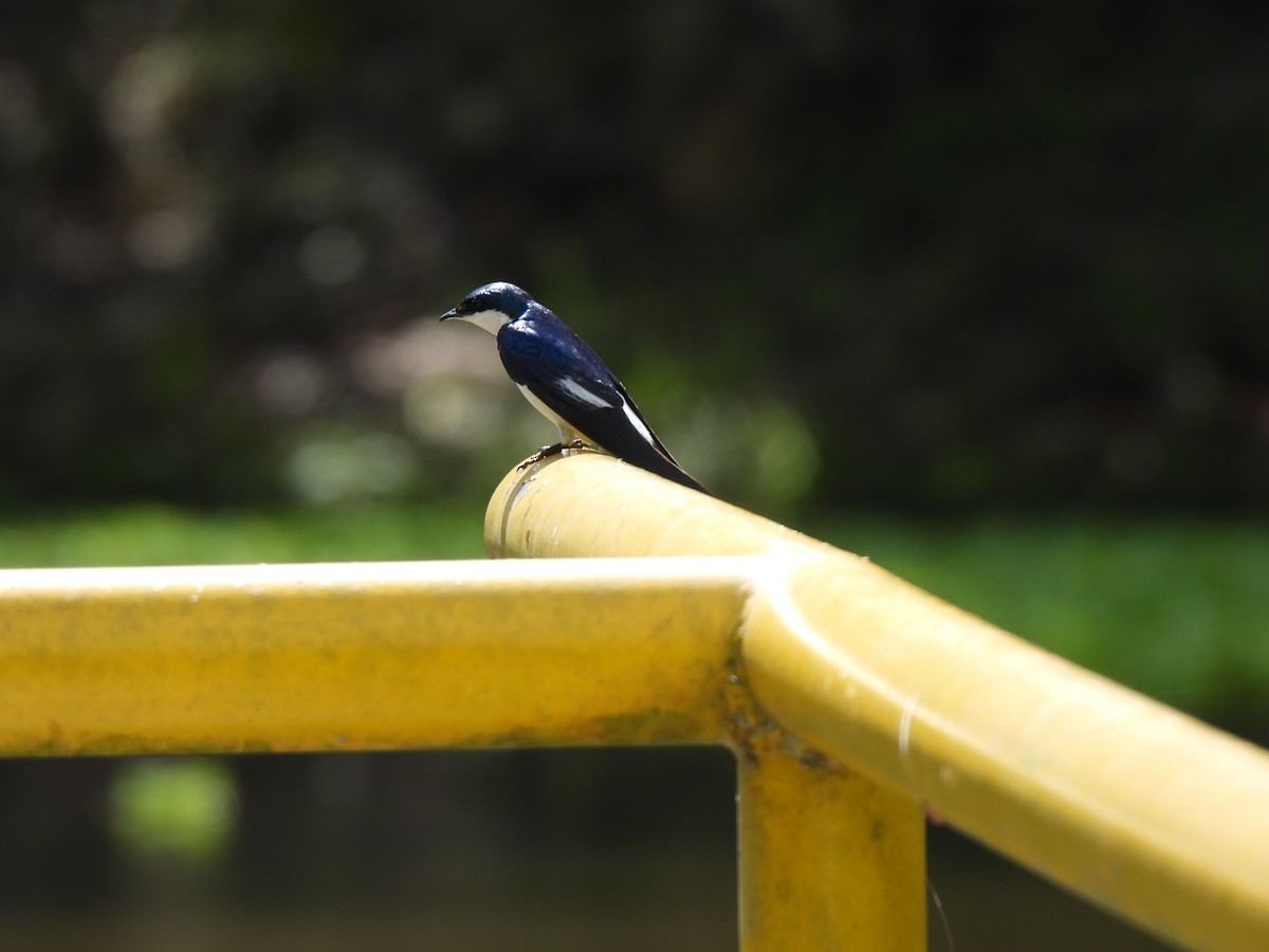 White-winged Swallow - ML646863010