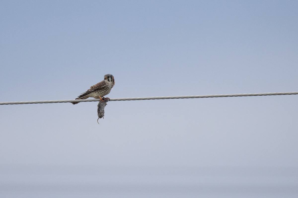 American Kestrel - ML646863016