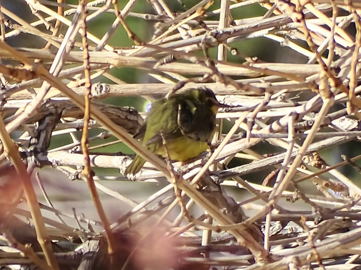 kentuckyparula - ML646863021