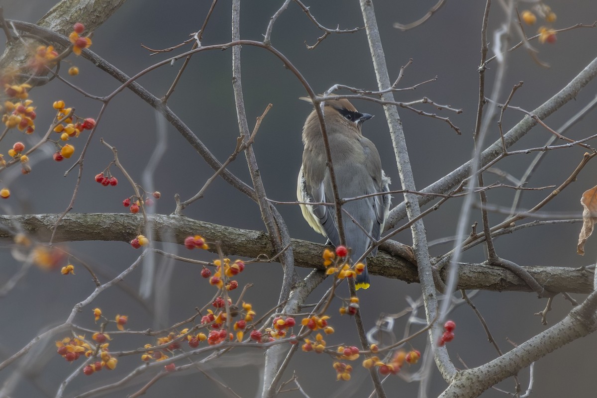 ヒメレンジャク - ML646863029