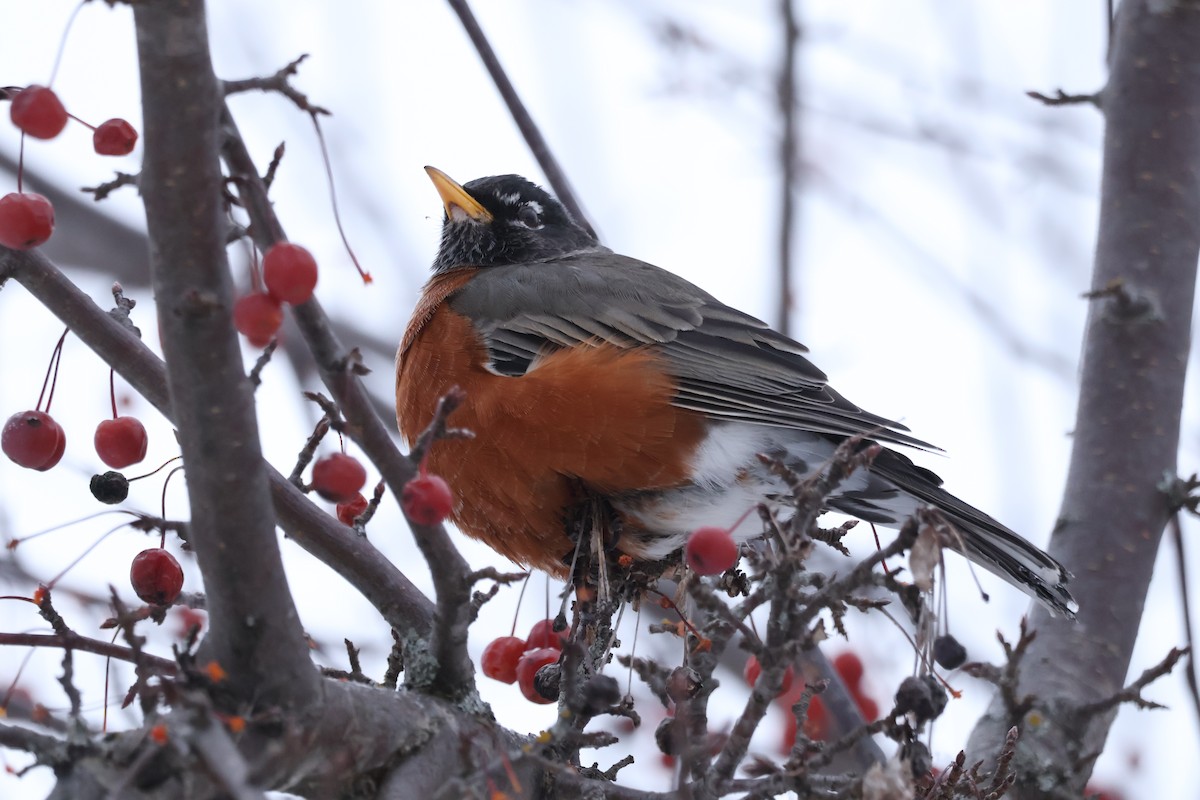 American Robin - ML646863031