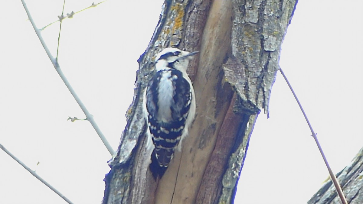 dunspett - ML646863034