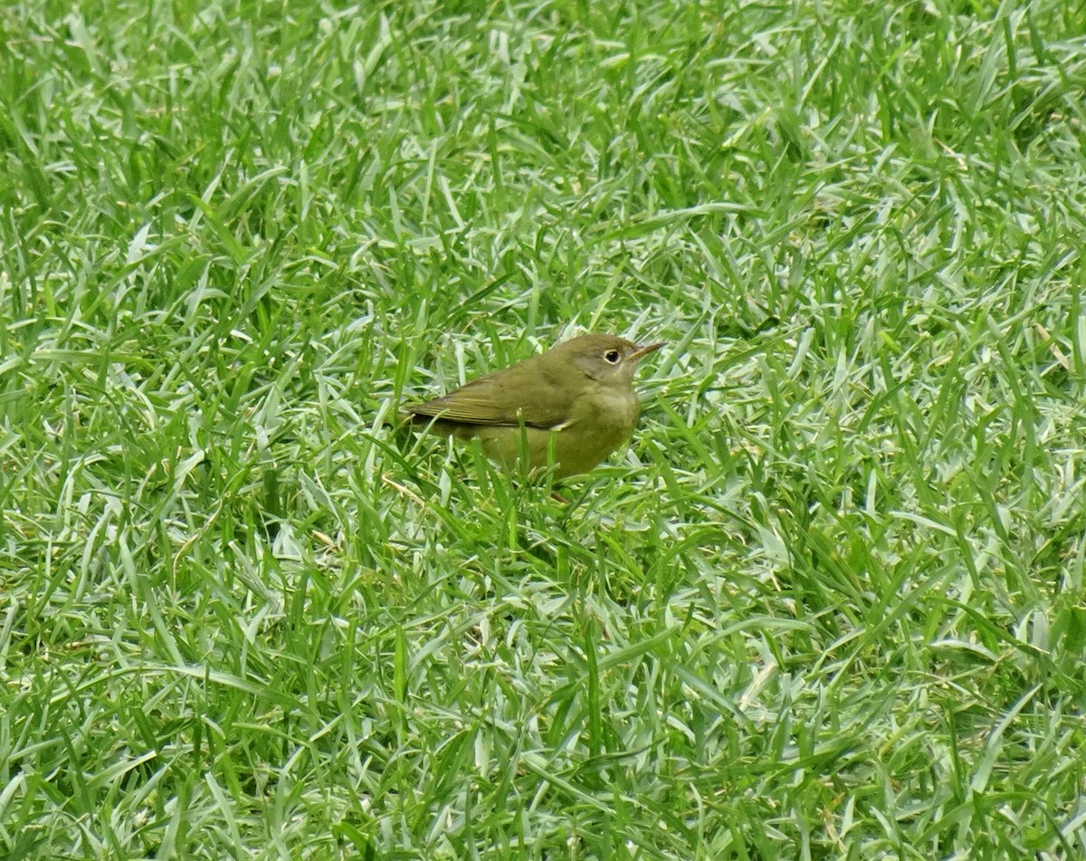 ハイムネアメリカムシクイ - ML646863035